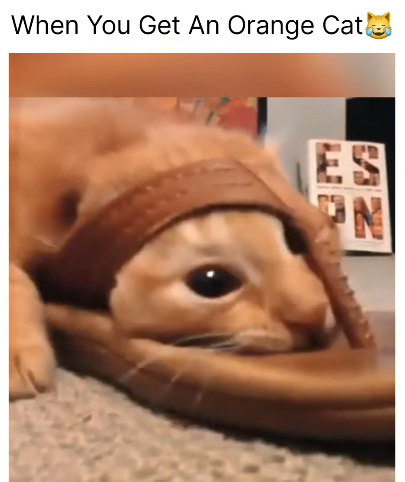 When You Get An Orange Cato ES N