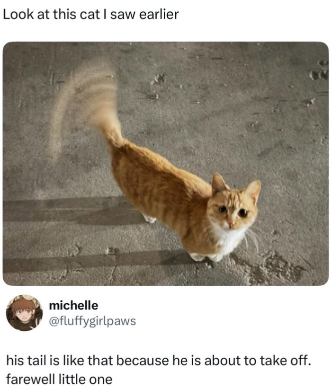Look at this cat I saw earlier michelle @fluffygirlpaws his tail is like that because he is about to take off. farewell little one
