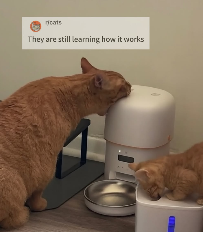 r/cats They are still learning how it works