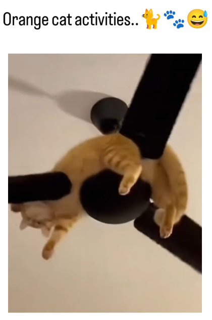 Orange cat activities..