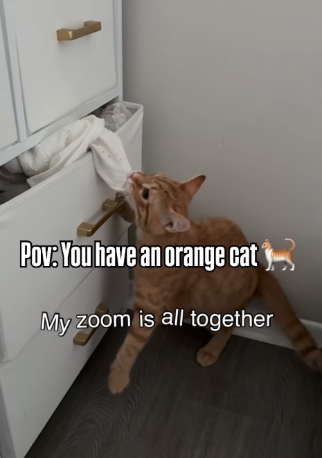 Pov: You have an orange cat My zoom is all together