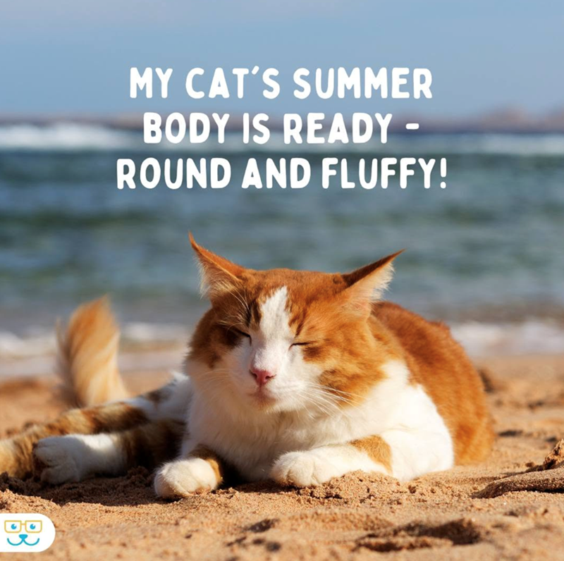MY CAT'S SUMMER BODY IS READY- ROUND AND FLUFFY!