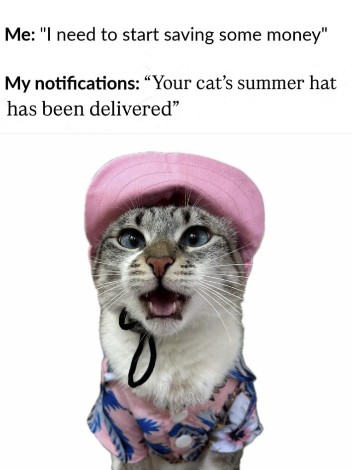 Me: "I need to start saving some money" My notifications: "Your cat's summer hat has been delivered"