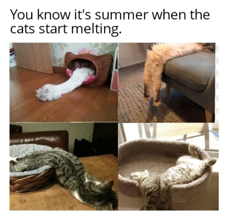 You know it's summer when the cats start melting.