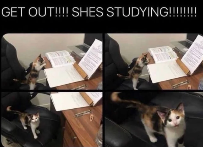 GET OUT!!!! SHES STUDYING!!!!!!!!
