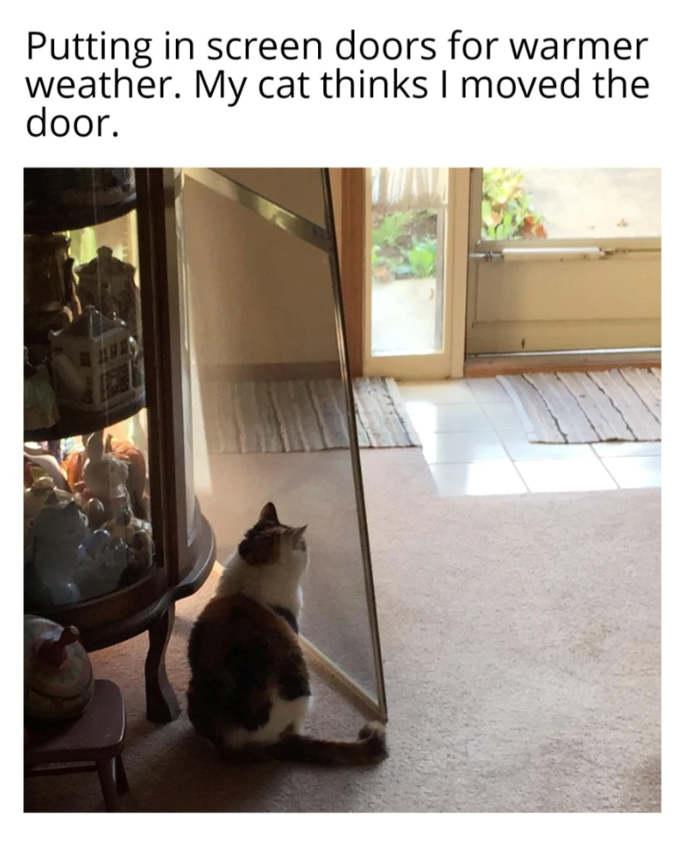 Putting in screen doors for warmer weather. My cat thinks I moved the door.