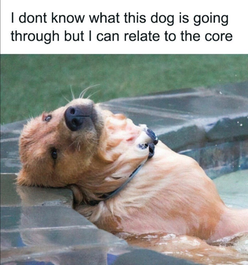 I dont know what this dog is going through but I can relate to the core