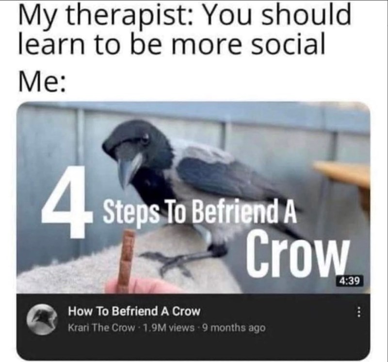 My therapist: You should learn to be more social Me: 4 Steps To Befriend A Crow 4:39 How To Befriend A Crow Krari The Crow - 1.9M views 9 months ago