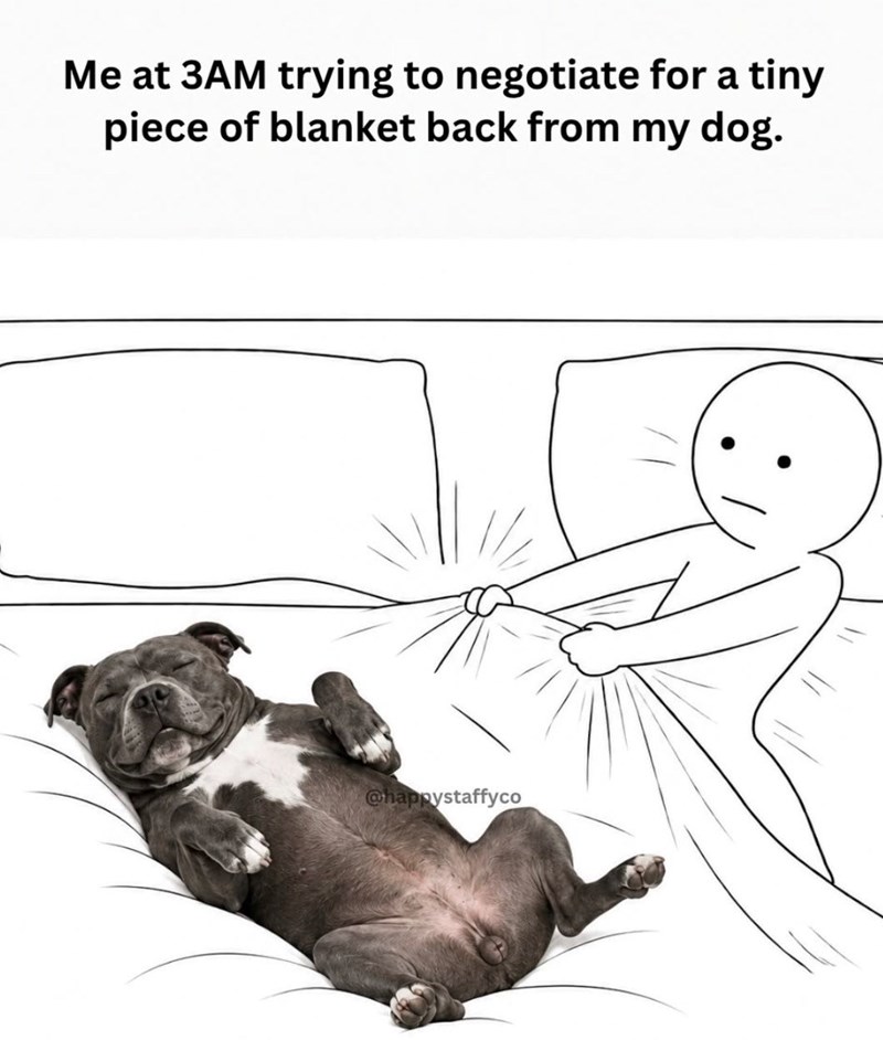 Me at 3AM trying to negotiate for a tiny piece of blanket back from my dog. @happystaffyco
