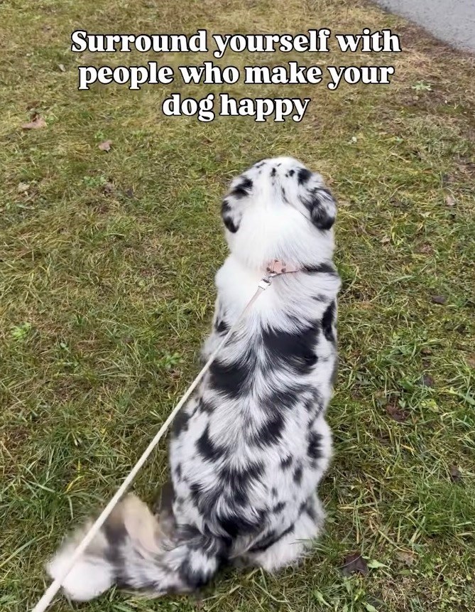 Surround yourself with people who make your dog happy