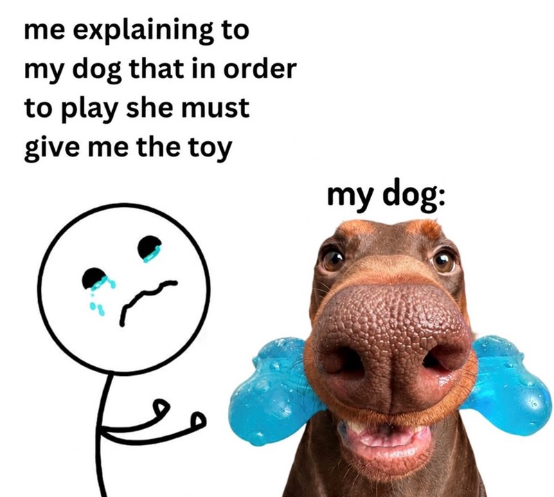 me explaining to my dog that in order to play she must give me the toy my dog: