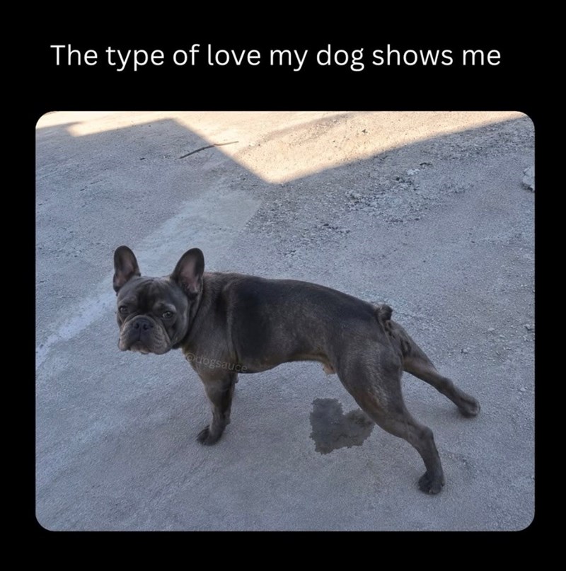 The type of love my dog shows me @dogsauce