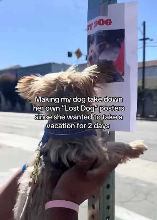 ST DOG Making my dog take down her own "Lost Dog" posters since she wanted to take a vacation for 2 days