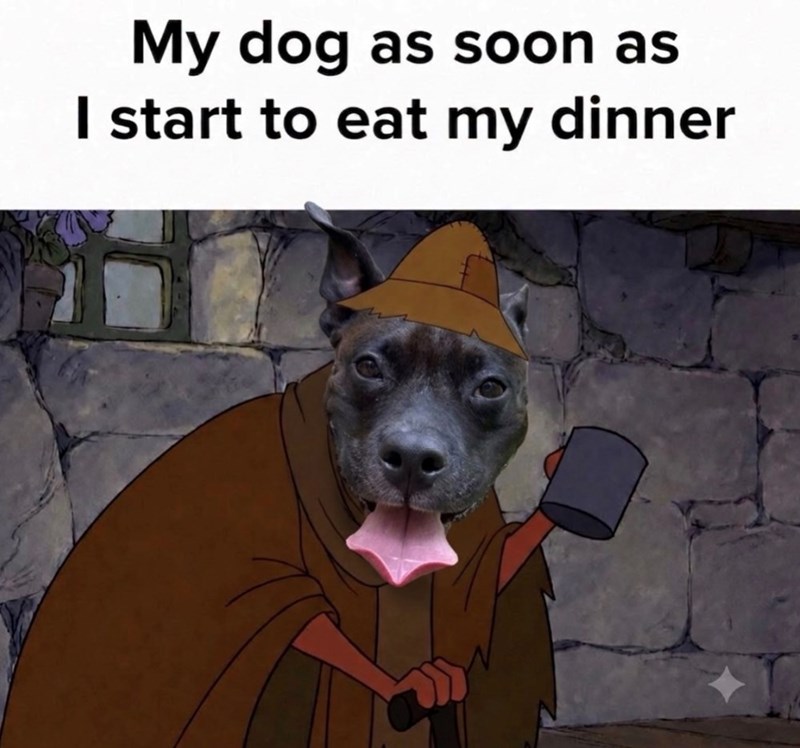 My dog as soon as I start to eat my dinner