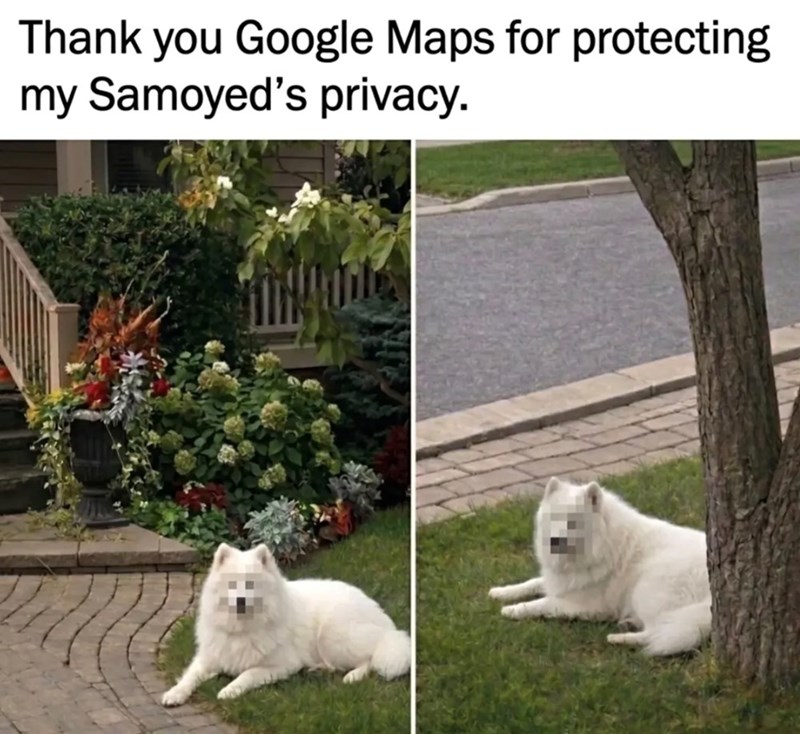 Thank you Google Maps for protecting my Samoyed's privacy.