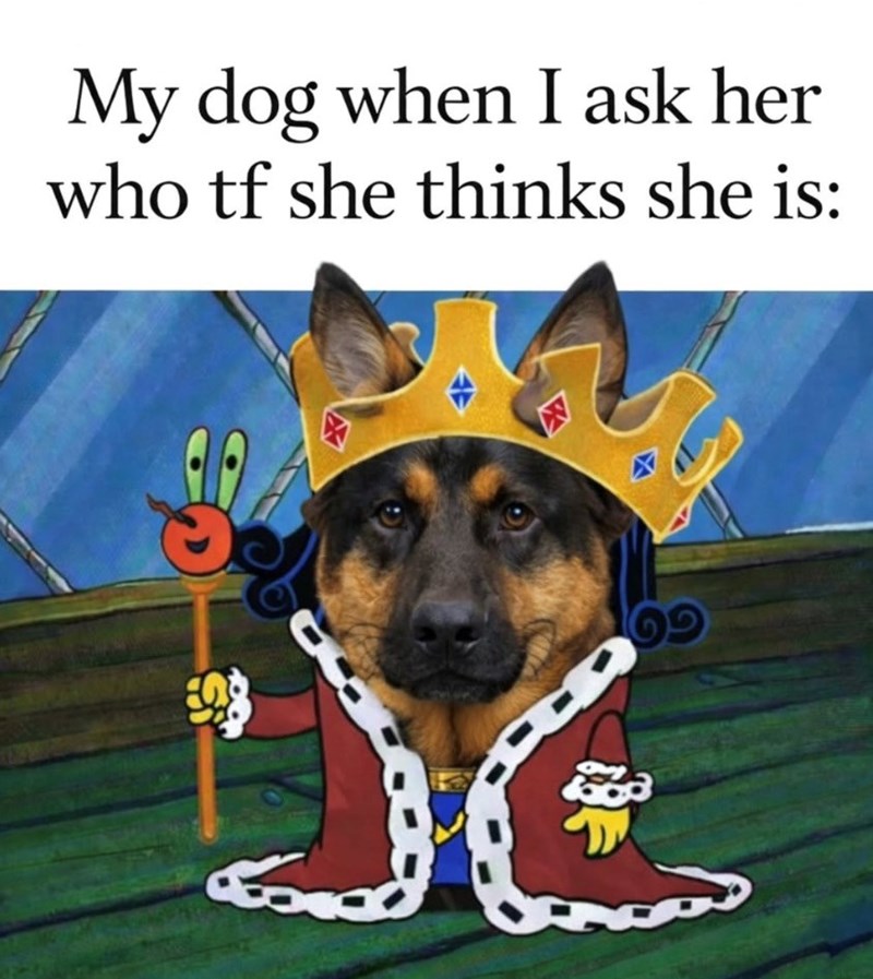 My dog when I ask her who tf she thinks she is: CD 69