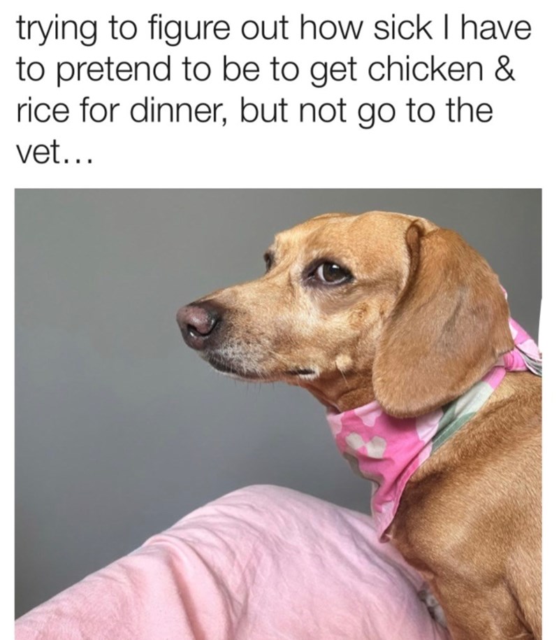 trying to figure out how sick I have to pretend to be to get chicken & rice for dinner, but not go to the vet...