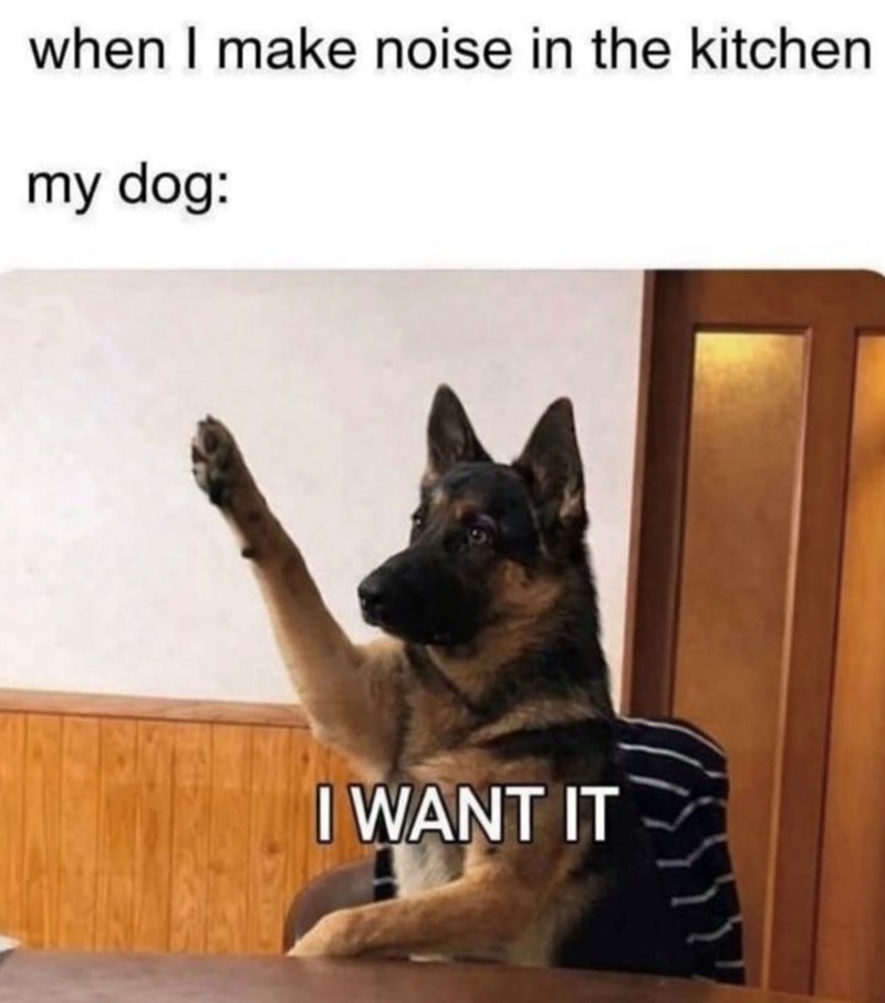 when I make noise in the kitchen my dog: I WANT IT