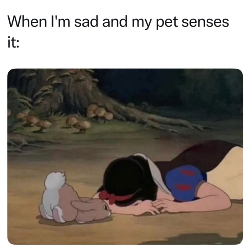 When I'm sad and my pet senses it: