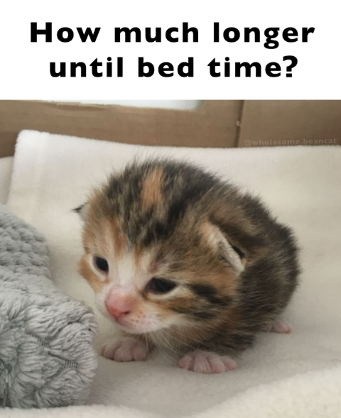 How much longer until bed time? @wholesome.beancat
