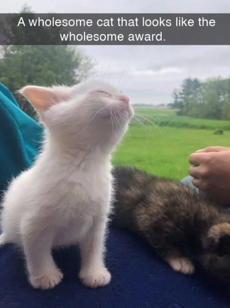 A wholesome cat that looks like the wholesome award.