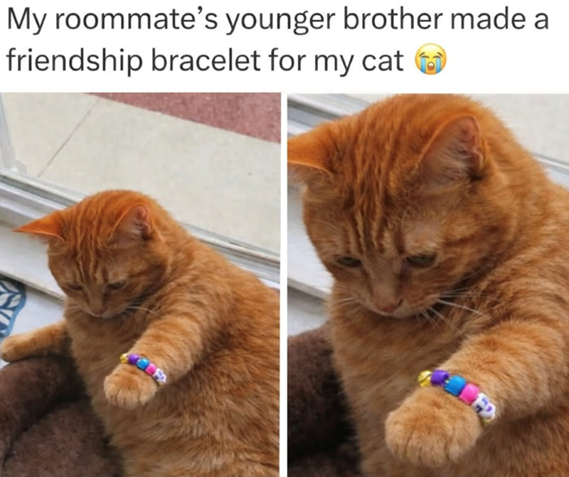 My roommate's younger brother made a friendship bracelet for my cat