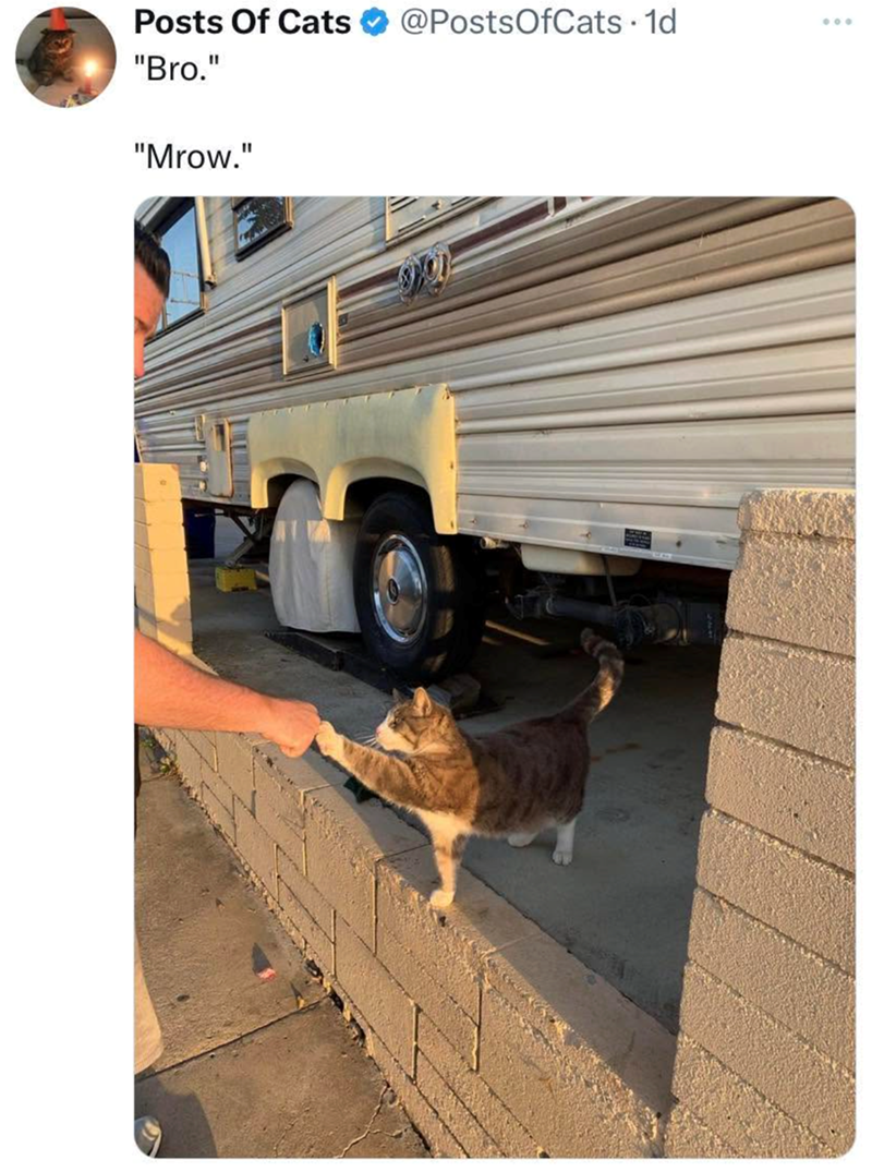 Posts Of Cats @PostsOfCats . 1d "Bro." "Mrow." 600