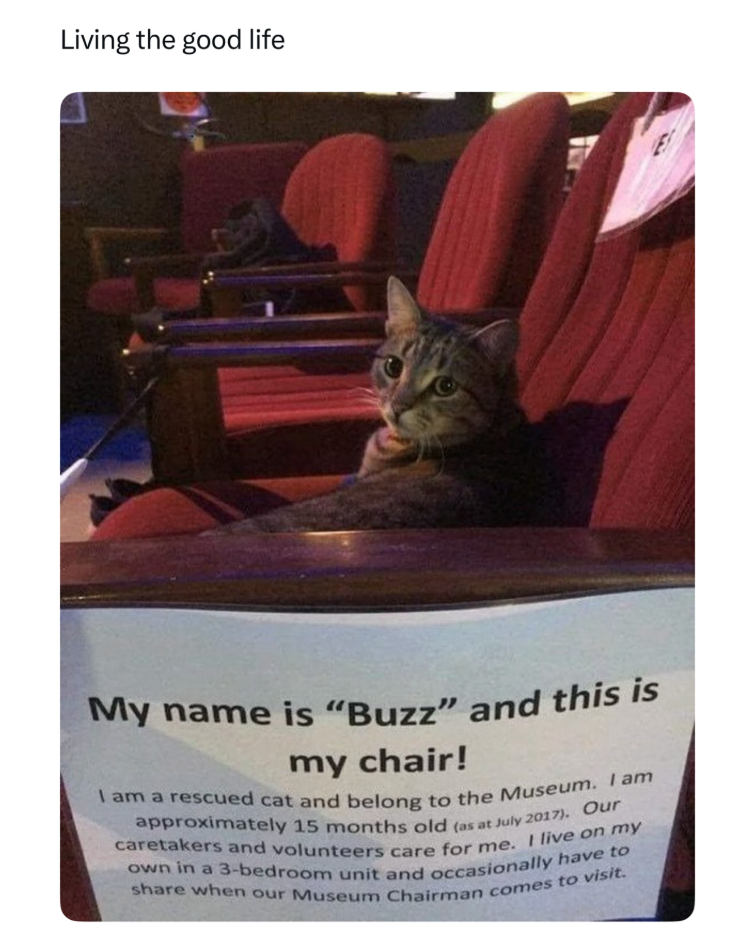 Living the good life My name is "Buzz" and this is my chair! I am a rescued cat and belong to the Museum. I am approximately 15 months old (as at July 2017). Our caretakers and volunteers care for me. I live on my own in a 3-bedroom unit and occasionally have to share when our Museum Chairman comes to visit. 81