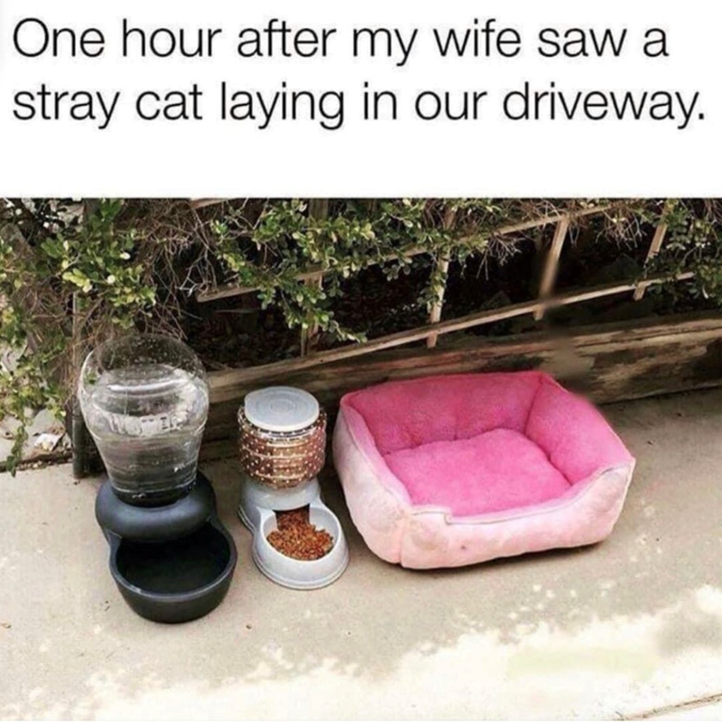 One hour after my wife saw a stray cat laying in our driveway.