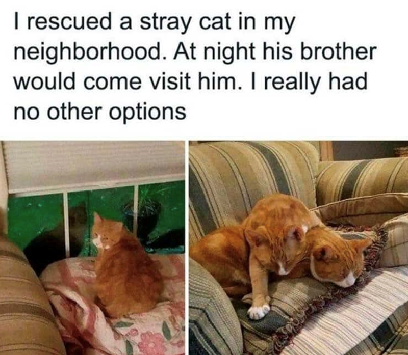 I rescued a stray cat in my neighborhood. At night his brother would come visit him. I really had no other options