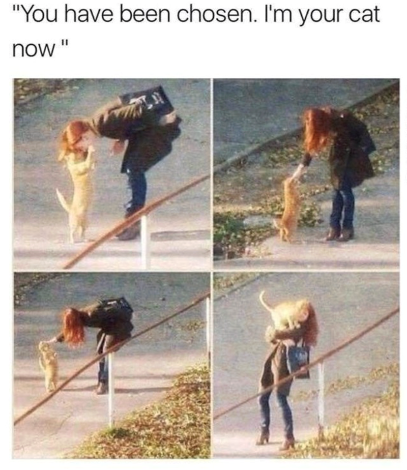 "You have been chosen. I'm your cat now"