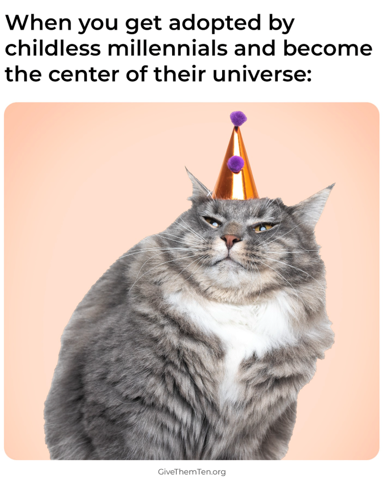 When you get adopted by childless millennials and become the center of their universe: GiveThemTen.org