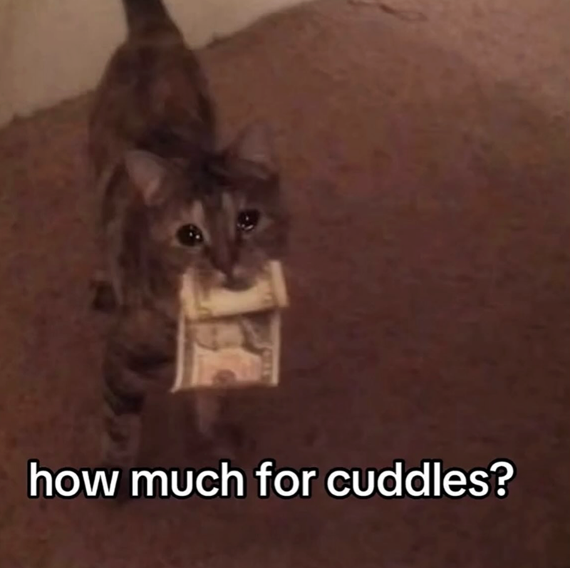 how much for cuddles?