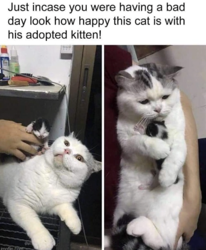 Just incase you were having a bad day look how happy this cat is with his adopted kitten! imaflip.com