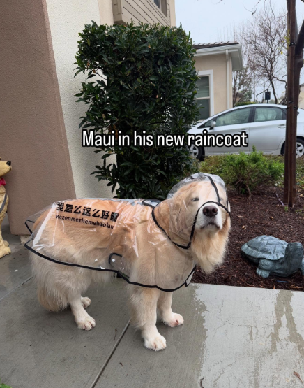 Maui in his new raincoat 我急么这么好 wazenmezhemehiolas