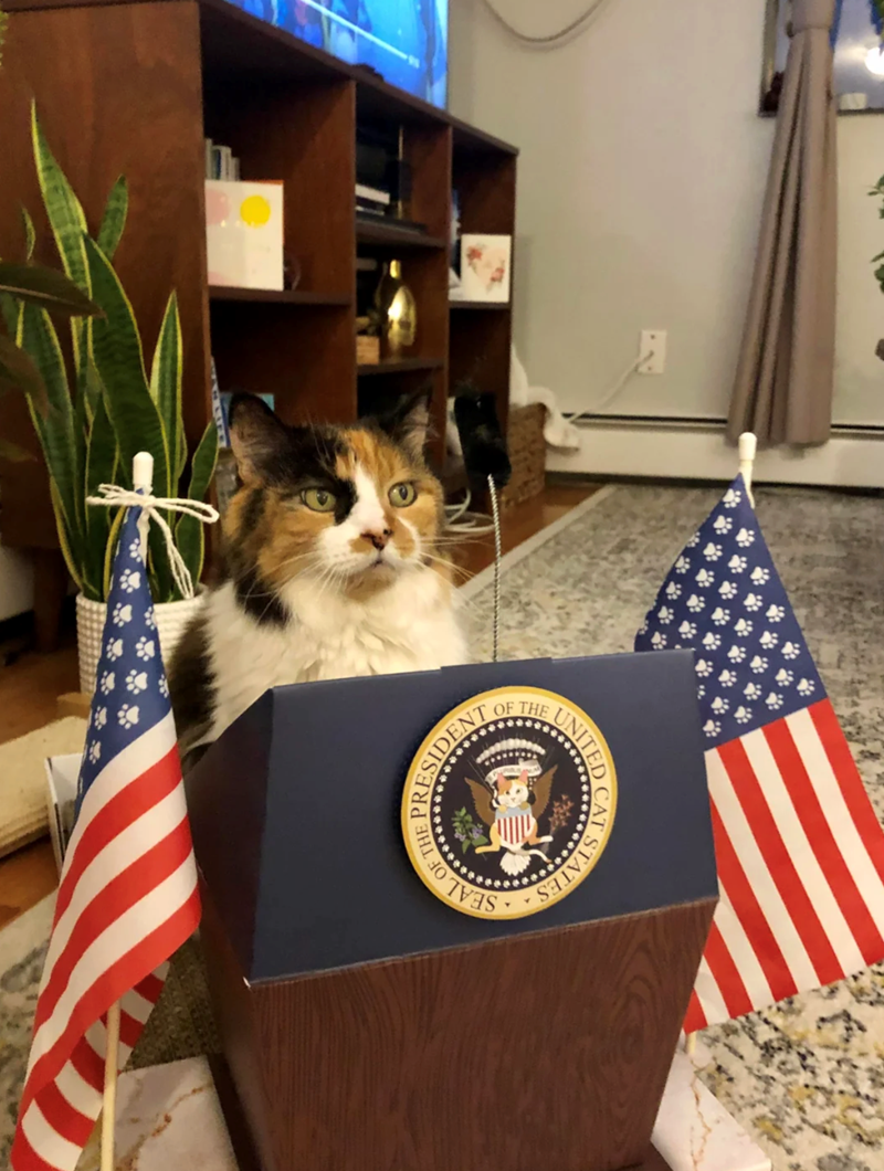 STATES CAT SEAL UNITED OF THE PRESIDENT 才