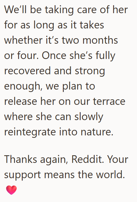 We'll be taking care of her for as long as it takes whether it's two months or four. Once she's fully recovered and strong enough, we plan to release her on our terrace where she can slowly reintegrate into nature. Thanks again, Reddit. Your support means the world.