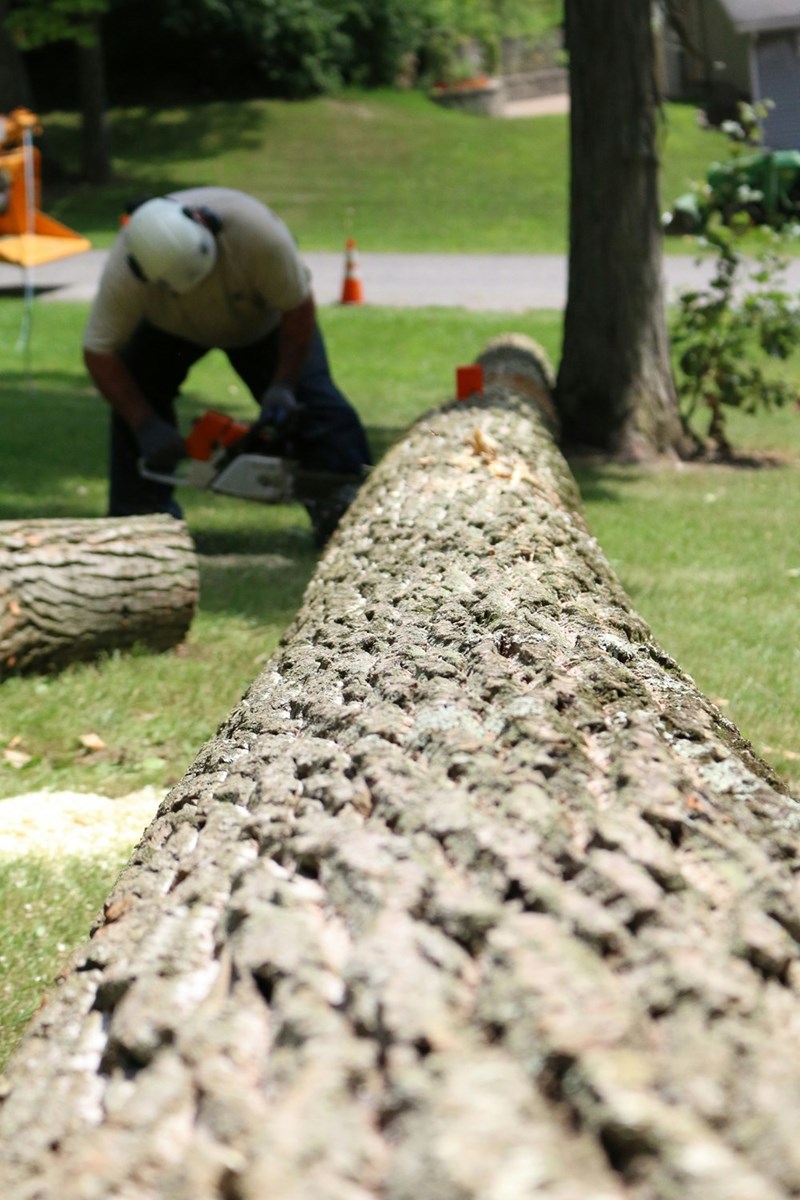 Man cutting tree branches using a chainsaw