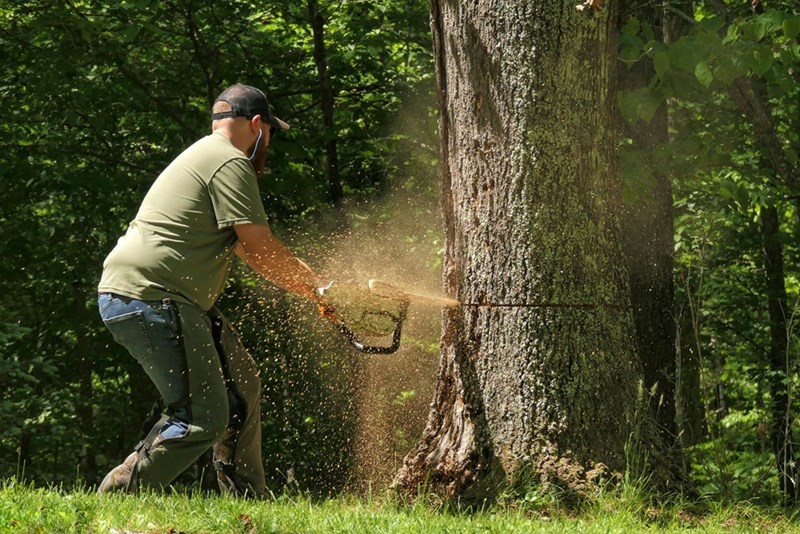 Man cutting down a tree using a chainsaw