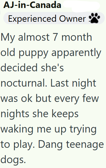 AJ-in-Canada Experienced Owner! My almost 7 month old puppy apparently decided she's nocturnal. Last night was ok but every few nights she keeps waking me up trying to play. Dang teenage dogs.