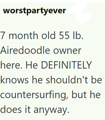 worstpartyever 7 month old 55 lb. Airedoodle owner here. He DEFINITELY knows he shouldn't be countersurfing, but he does it anyway.