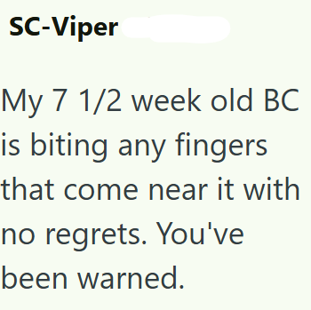 SC-Viper My 7 1/2 week old BC is biting any fingers that come near it with no regrets. You've been warned.