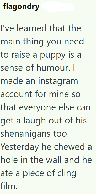 flagondry I've learned that the main thing you need to raise a puppy is a sense of humour. I made an instagram account for mine so that everyone else can get a laugh out of his shenanigans too. Yesterday he chewed a hole in the wall and he ate a piece of cling film.