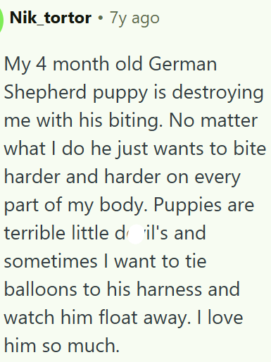 Nik_tortor ⚫7y ago My 4 month old German Shepherd puppy is destroying me with his biting. No matter what I do he just wants to bite harder and harder on every part of my body. Puppies are terrible little dil's and sometimes I want to tie balloons to his harness and watch him float away. I love him so much.
