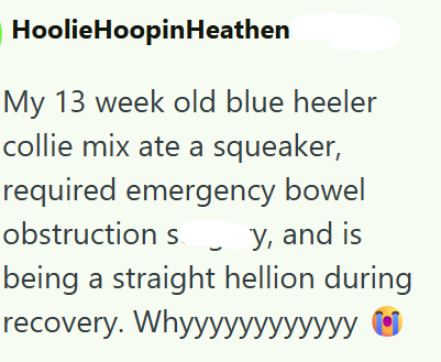 HoolieHoopinHeathen My 13 week old blue heeler collie mix ate a squeaker, required emergency bowel obstruction sy, and is being a straight hellion during recovery. Whyyyyÿÿÿÿÿÿÿÿ