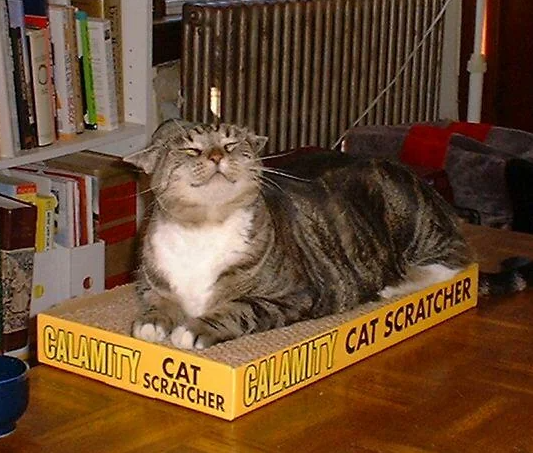 CAT CALAMITY SCRATCHER GALAMITY CAT SCRATCHER