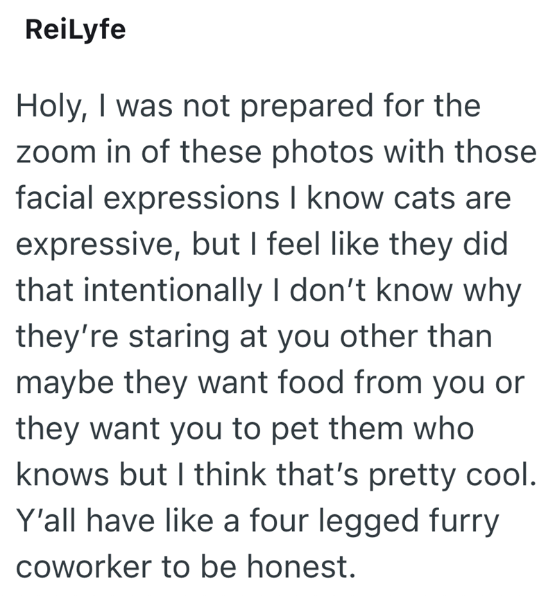 ReiLyfe Holy, I was not prepared for the zoom in of these photos with those facial expressions I know cats are expressive, but I feel like they did that intentionally I don't know why they're staring at you other than maybe they want food from you or they want you to pet them who knows but I think that's pretty cool. Y'all have like a four legged furry coworker to be honest.