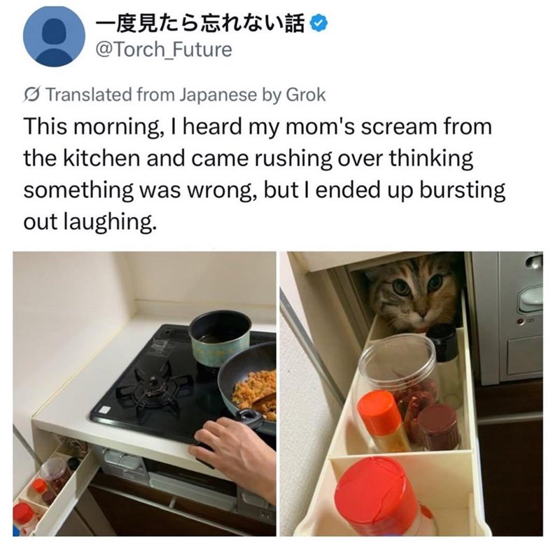 一度見たら忘れない話 @Torch_Future Translated from Japanese by Grok This morning, I heard my mom's scream from the kitchen and came rushing over thinking something was wrong, but I ended up bursting out laughing.