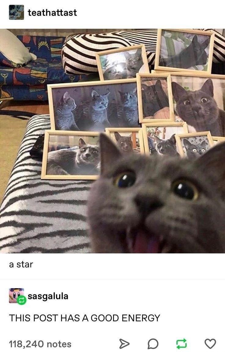 teathattast a star sasgalula THIS POST HAS A GOOD ENERGY 118,240 notes > 17