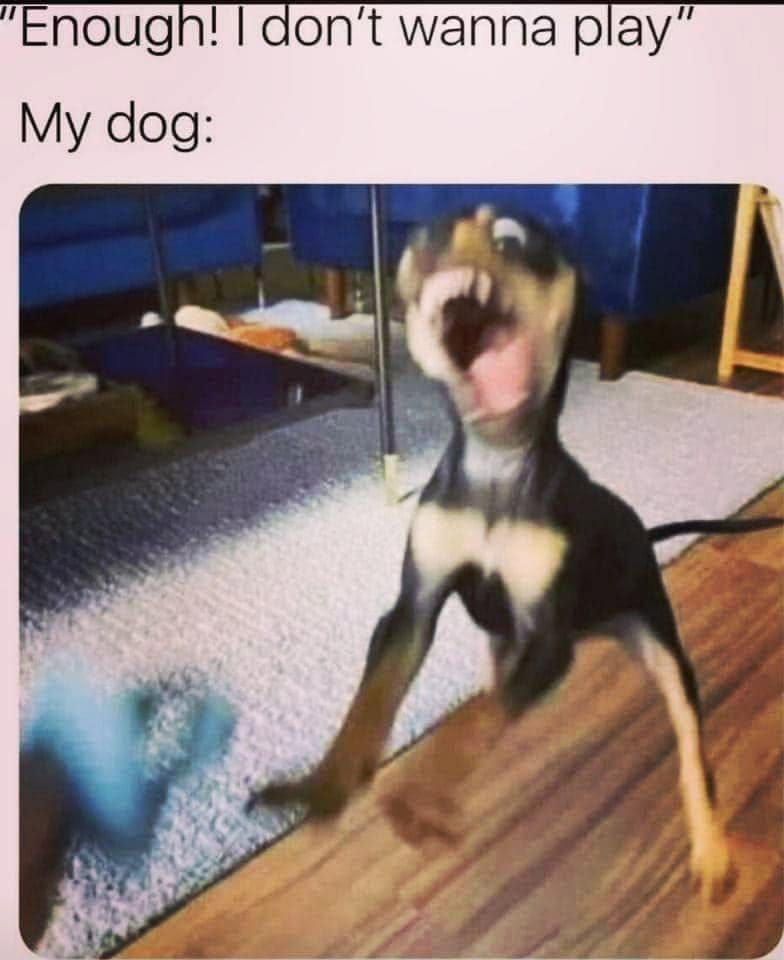 "Enough! I don't wanna play" My dog: